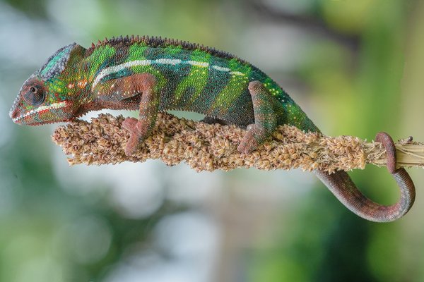 What Are the Top 5 Native UK Plants for Attracting Beneficial Insects to a Garden?