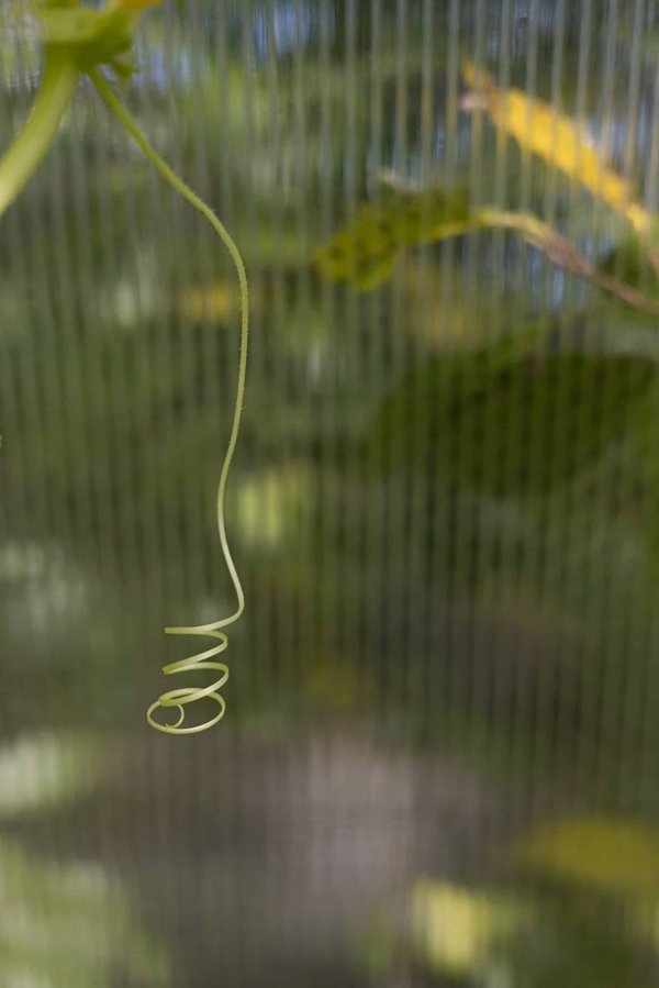 How to Introduce a Vegan Diet to a Dog with Food Allergies?